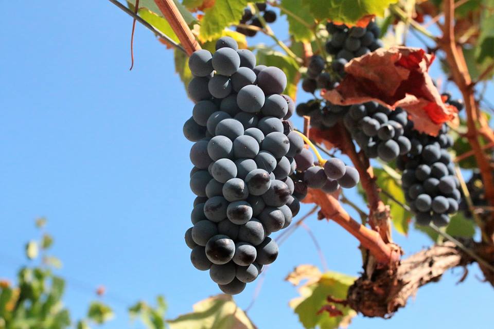 Makarska vinogorje