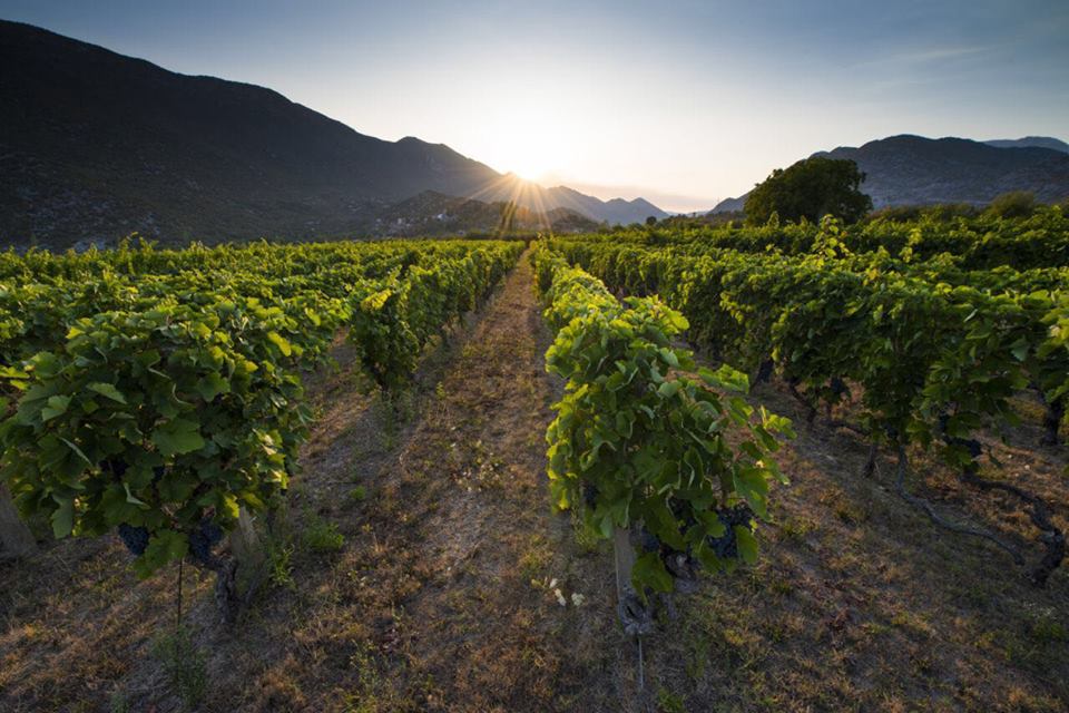 Makarska vinograd